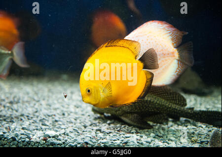 Beaux poissons d'aquarium d'eau salée zebrasoma Banque D'Images