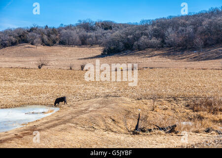 Boire de l'eau de vache congelé dans un champ le long des chemins de l'Iowa en boucle entre nature sauvage et Kennebec Castana, Iowa Banque D'Images