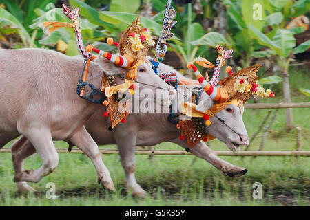 L'exécution de taureaux décoré par belle décoration de cérémonie en action sur les courses de buffles d'eau traditionnel balinais Makepung. Banque D'Images