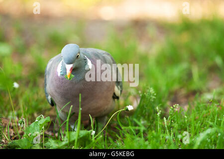 Une photo close up pigeon ramier (Columba palumbus) marcher sur l'herbe, avec des détails bien visibles du plumage, le ressort en Pologne. Banque D'Images