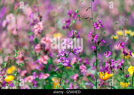 Mixed summer meadow fleurs Clarkia unguiculata clarkia élégant ou la montagne garland Banque D'Images