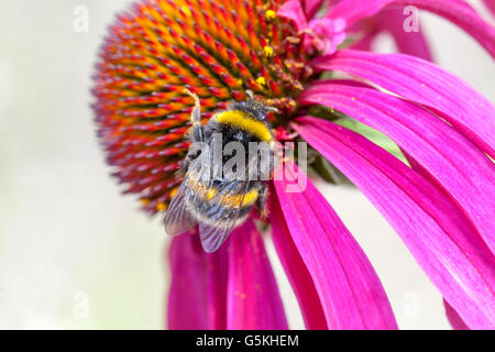 Echinacea Coneflower Fermer Fleur Bumblebee Fleur Closeup Pétales roses Bumblebee Fleur butinage Bumble Bee Fleur Purple Coneflower Banque D'Images