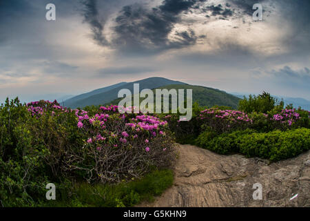 Les nuages tourbillonnant sur Jane Pygargue à tête avec Rhododendron au coucher du soleil lumière commence à s'insinuer dans le ciel Banque D'Images