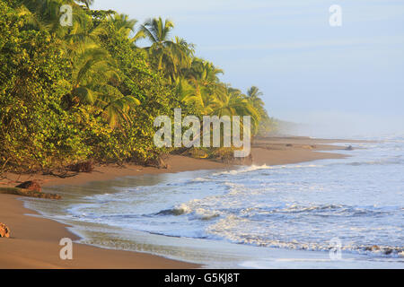 Tôt le matin dans le Parc National de Tortuguero, Costa Rica, Côte des Caraïbes. Banque D'Images