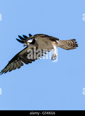 En vol, Osprey Pandion haliaetus, Sea Hawk, les poissons de la rivière Eagle, hawk, poisson faucon, raptor, Chaffee Comté, Colorado, USA Banque D'Images