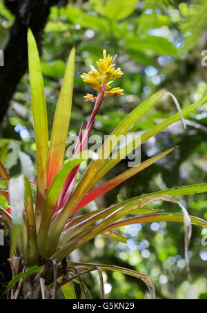 Bromelia Tropical Rainforest en floraison, le Costa Rica. Voir description du lieu détails Banque D'Images