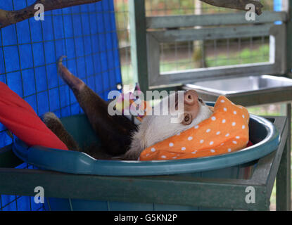 Deux jeunes-toed sloth, Choloepus hoffmanni, dans un centre de réadaptation de la faune. Voir 'Description' pour l'emplacement Banque D'Images