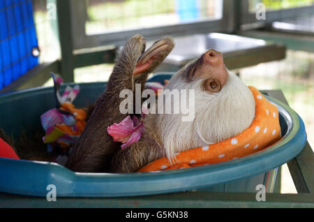 Deux jeunes-toed sloth, Choloepus hoffmanni, dans un centre de réadaptation de la faune. Voir 'Description' pour l'emplacement Banque D'Images