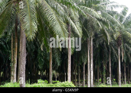 Plantation de palmier à huile, près de Quepos, CR. Ces monocultures très peu de soutien et d'espèces sauvages contribue à la perte de biodiversité Banque D'Images