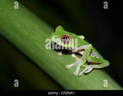 Red-eyed tree frog, agalychnis callidryas, Pacific slope variété Banque D'Images