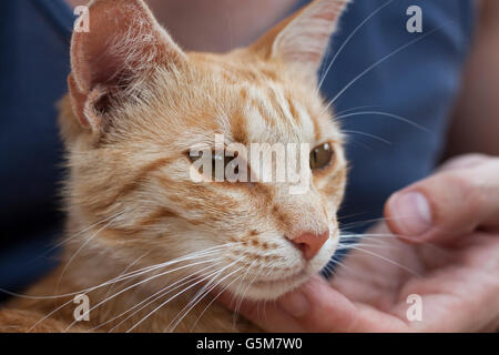 Le gingembre cat regardant quelque part dans la distance Banque D'Images
