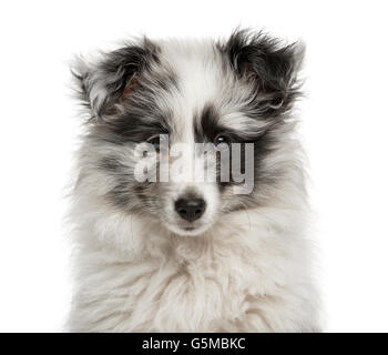 Close-up d'un chiot Shetland Sheepdog devant un fond blanc Banque D'Images