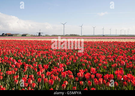 Printemps typiquement néerlandais photo avec moulin et magnifiques tulipes au printemps. Banque D'Images