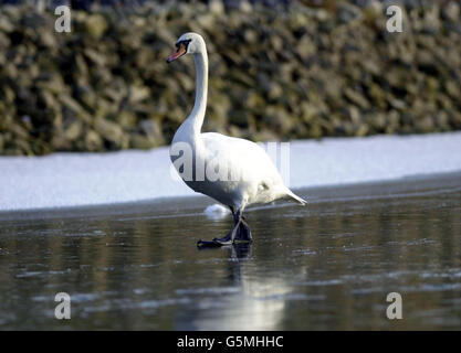 Un cygne muet, l'un des oiseaux les plus lourds au monde, négocie la glace sur le drain de Fen Ouest juste au nord de Boston, Lincolnshire. Banque D'Images