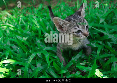 Funny Cute adorable chaton chat jouant debout dans l'herbe verte jardin seul. À la recherche de quelque chose. Banque D'Images