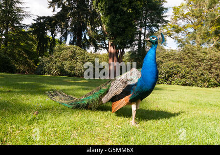 Paons indiens ou des paons bleus (Pavo cristatus) communément appelé Peacock Banque D'Images