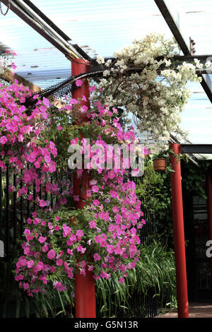 Bougainvillée blanc et rose pétunia croissant dans des pots suspendus sous un toit en plexiglas Banque D'Images