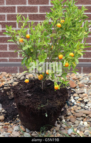 Kumquat calamondin, croissant, Citrofortunella microcarpa dans le sol Banque D'Images