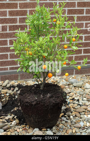 Kumquat calamondin, croissant, Citrofortunella microcarpa dans le sol Banque D'Images