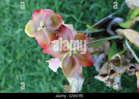 Close up d'Canivorous pichet jaune plantes fleurs en pleine floraison contre fond vert Banque D'Images