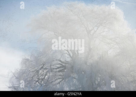 Arbre enneigé sous les nuages Banque D'Images