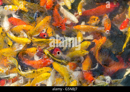 Koi de poissons dans un étang (carpes fantaisie Poisson). Banque D'Images