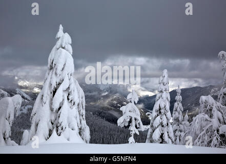 WASHINGTON - Snow covered trees on Amabilis Mountain overlooking the Kachess River Valley near Snoqualmie Pass. Banque D'Images