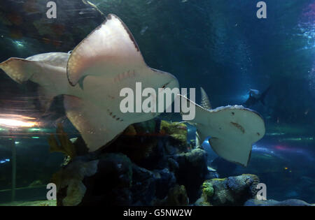 Bowmouth programme de reproduction des requins Banque D'Images