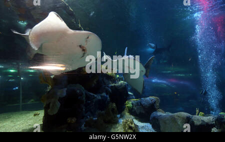 Bowmouth programme de reproduction des requins Banque D'Images