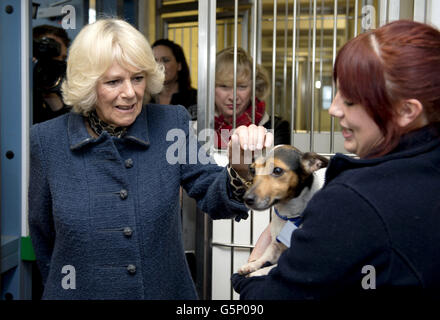 La Duchesse de Cornwall entre dans une cage pour chiens où Kitty Ward tient Misty, un Jack Russell Terrier de huit ans, lors de sa visite à Battersea Dogs & Cats Home à Londres, où elle a rencontré le personnel et des bénévoles. Banque D'Images