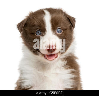 Close-up d'un chiot Border Collie (6 semaines) en face d'un fond blanc Banque D'Images