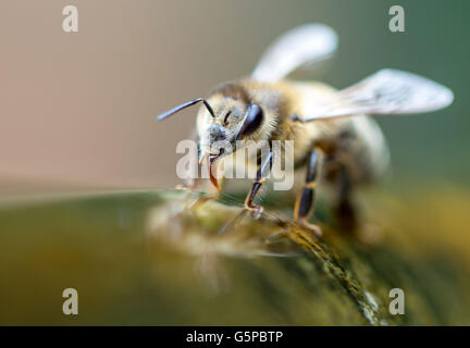 Weimar, Allemagne. 21 Juin, 2016. Une abeille boit de l'eau d'un puits à Weimar, Allemagne, 21 juin 2016. Photo : Michael Reichel/dpa/Alamy Live News Banque D'Images