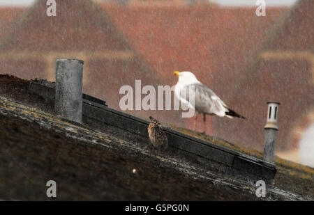 Brighton UK 22 juin 2016 - Un goéland argenté poussin avec sa maison mère, essayez de rester au sec sur un toit au cours Brighton torrentail la pluie et les orages de ce soir Crédit : Simon Dack/Alamy Live News Banque D'Images