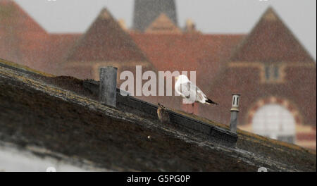 Brighton UK 22 juin 2016 - Un goéland argenté poussin avec sa maison mère, essayez de rester au sec sur un toit au cours Brighton torrentail la pluie et les orages de ce soir Crédit : Simon Dack/Alamy Live News Banque D'Images