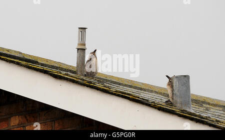 Brighton UK 22 juin 2016 - Goéland argenté poussins essayez de rester au sec sur un toit au cours Brighton torrentail la pluie et les orages de ce soir Crédit : Simon Dack/Alamy Live News Banque D'Images