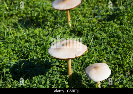 Champignons australiens étant le charnu, la fructification, porteuses de spores d'un champignon, généralement produite au-dessus du sol sur le fumier. Banque D'Images