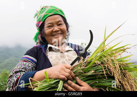 Une femme Hmong de la récolte du riz dans la région de Ta Phin, un village de Sapa, province de Lao Cai, Vietnam. Banque D'Images