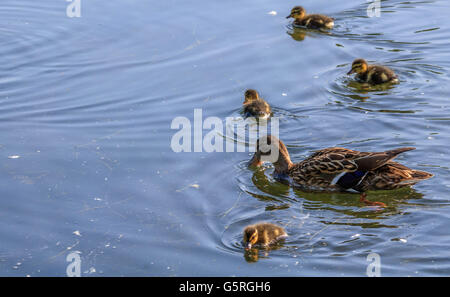 Canard colvert et son jeune petit canard sur le lac Serpentine Hyde Park Londres Banque D'Images