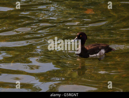 Canard milouin nageant à la Serpentine Lake Hyde Park Londres Banque D'Images