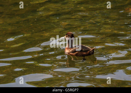 Canard milouin nageant à la Serpentine Lake Hyde Park Londres Banque D'Images