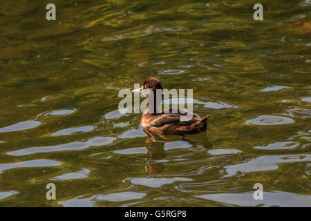 Canard milouin nageant à la Serpentine Lake Hyde Park Londres Banque D'Images