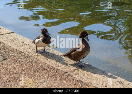 Canard milouin nageant à la Serpentine Lake Hyde Park Londres Banque D'Images