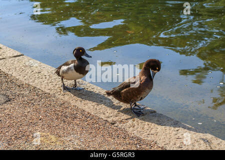 Canard milouin nageant à la Serpentine Lake Hyde Park Londres Banque D'Images