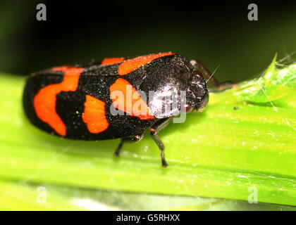 Rouge et Noir européen ou Froghopper (Cercopis vulnerata spittlebug) Banque D'Images