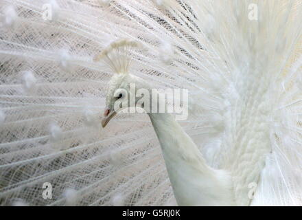 Paon blanc asiatique (Pavo cristatus alba), portrait close-up. Tail feathers fanning out lors de l'affichage Banque D'Images