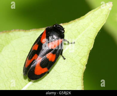 Rouge et Noir européen ou Froghopper (Cercopis vulnerata spittlebug) Banque D'Images