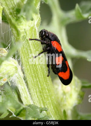 Rouge et Noir européen ou Froghopper (Cercopis vulnerata spittlebug) Banque D'Images