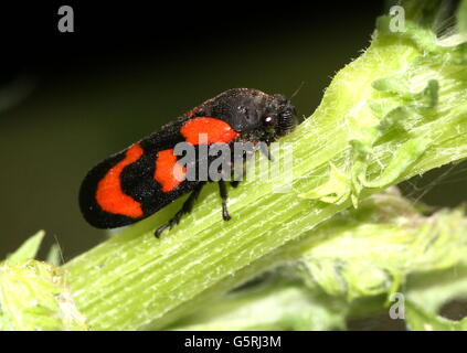 Rouge et Noir européen ou Froghopper (Cercopis vulnerata spittlebug) Banque D'Images