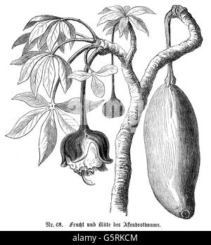 botanique, arbres, pain de singe africain (Adansonia digitata), branche, feuilles, fruits et fleurs, gravure de bois, 19e siècle, baobab, pain de singe, congé, fruit, fleur, plante, plantes, Malvaceae, historique, historique, coupure, coupures, droits additionnels-Clearences-non disponible Banque D'Images