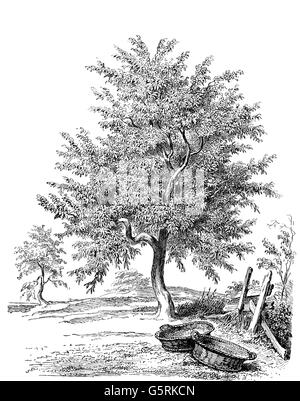 botanique, arbres, cerisier aigre (Prunus cerasus), dessin, 20e siècle, arbre fruitier, plante, plantes, historique, historique, droits additionnels-Clearences-non disponible Banque D'Images